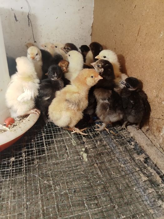 Цыплята пародисты