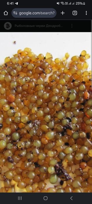 Коконы  Чёрного принца (черви)