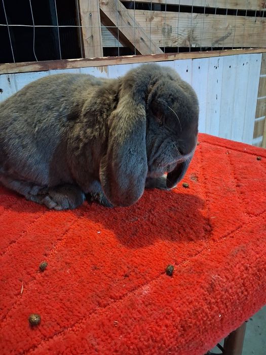 Vând Mascul berbec german Albastru