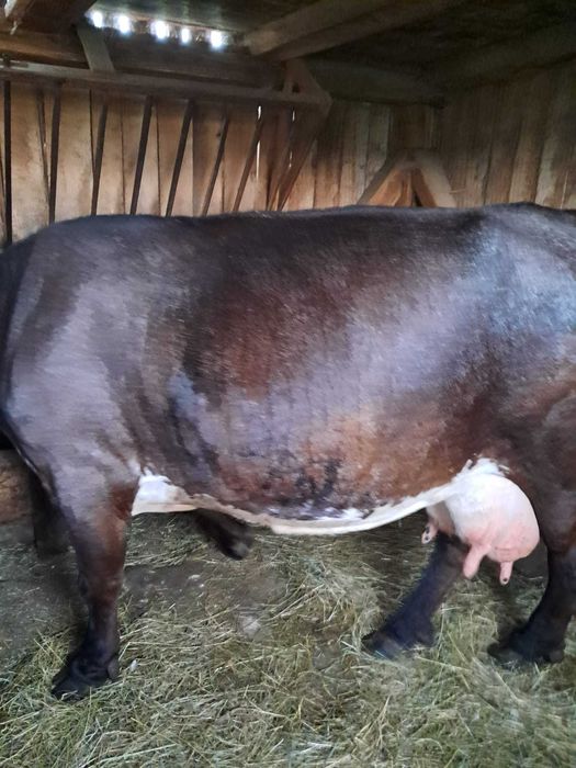 Vaca de  vânzare