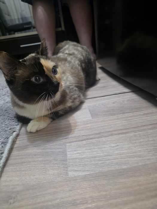 Отдам в добрые руки кошечку около 3 лет