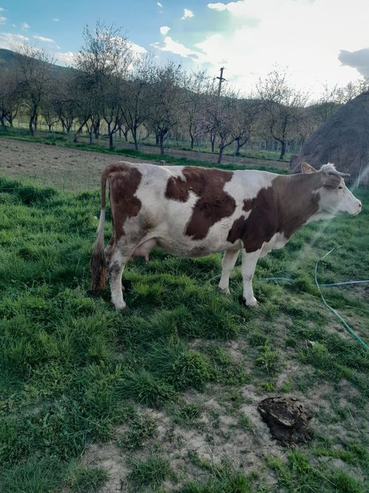 Vaca de vanzare cu vitel