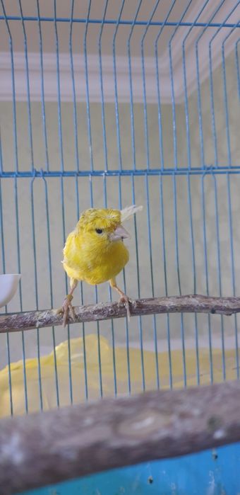 Канарейки самцы взрослые