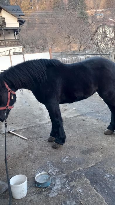 Vând mânză de doi ani jumate