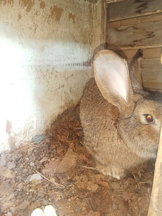 Продам кроликов фландер