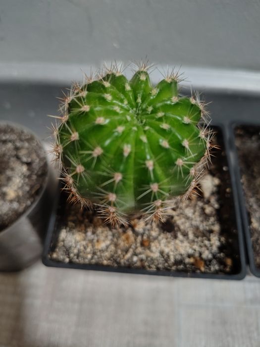 Кактус суккулент