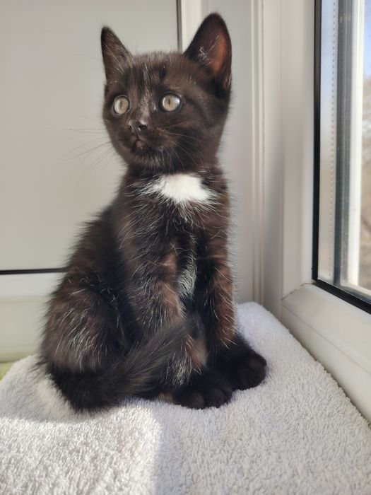 Пристраиваются девочка примерно 2 месяца