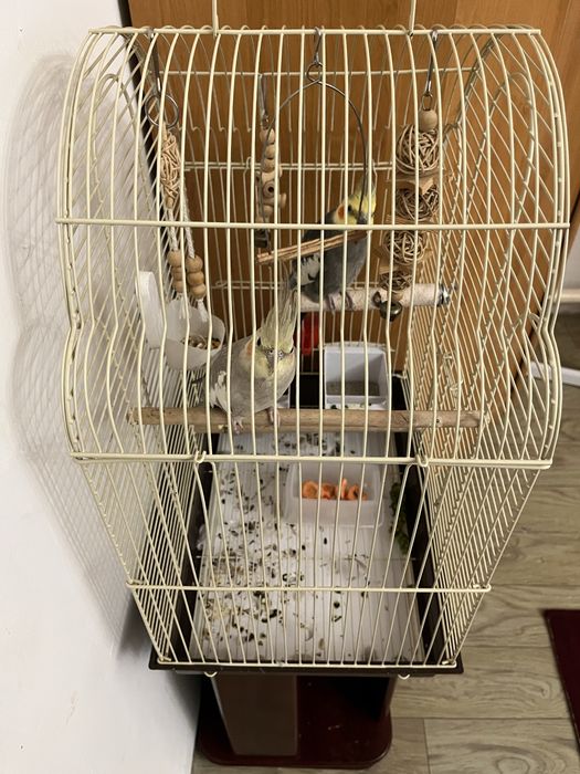Продам клетку с попугаеми