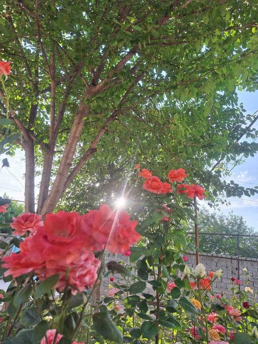 Продается земельный участок в Новом Ташкенте