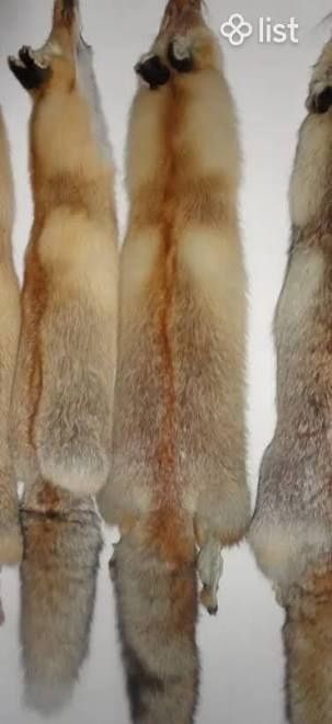 Тулкы каскыр терысы сатылады