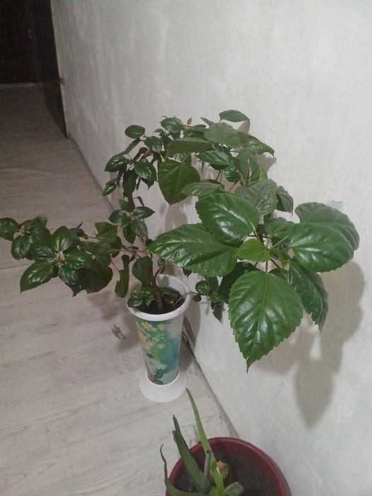 Китайская Роза  цветы