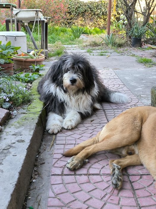 Пропала собака большая