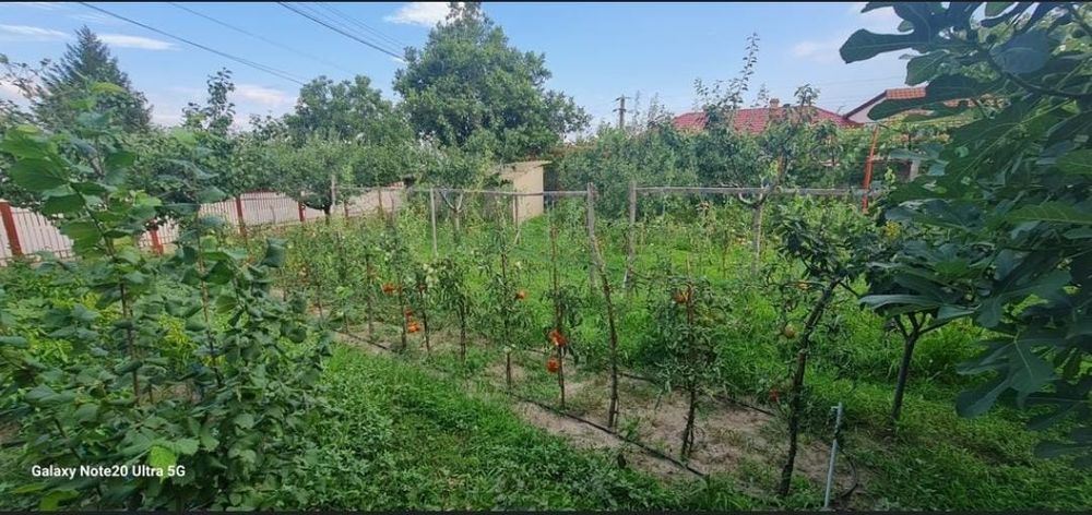 Vand Casă+teren 1463 metri