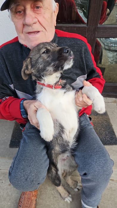 Donez ciine rasa metis