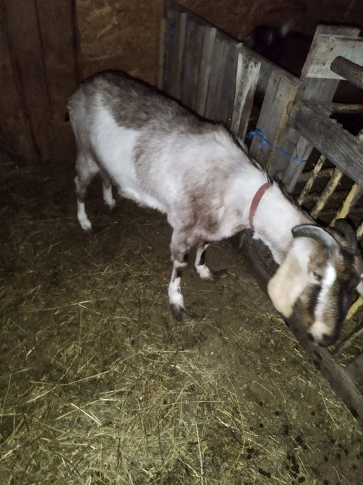 Vand 2capre,           !