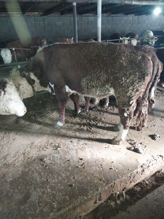 Продам Бычков. На курбан Айт