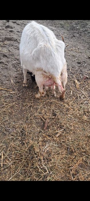 Capra sannen vand sau schimb