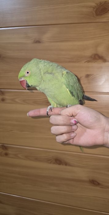 Ожереловые попугаи | Ojereloviy tòtilar para