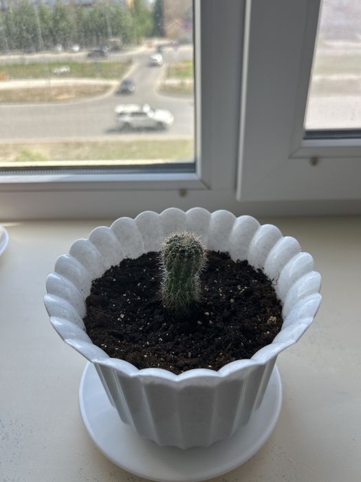 Продам отростки кактуса