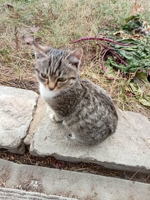 Отдам в добрые и хорошие руки кошечку, котенка и щенка