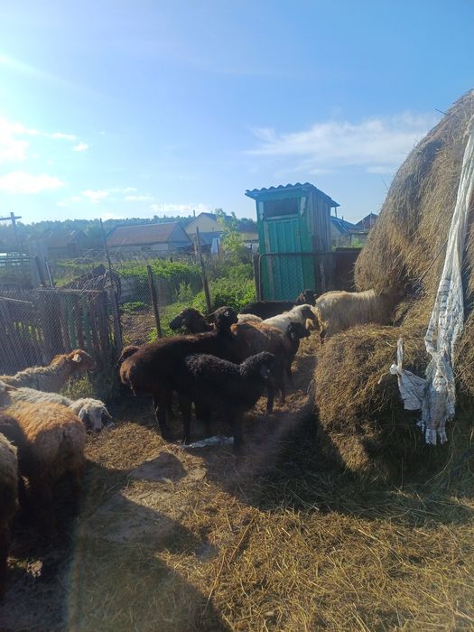В продаже барашки на развод