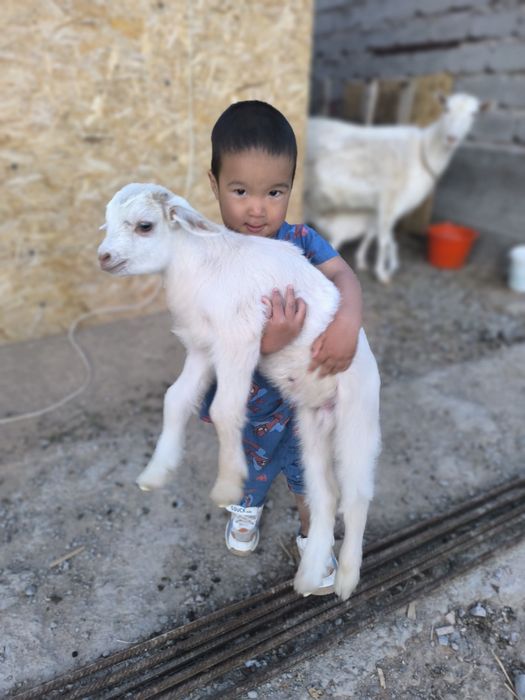 Ешкі коза козлята