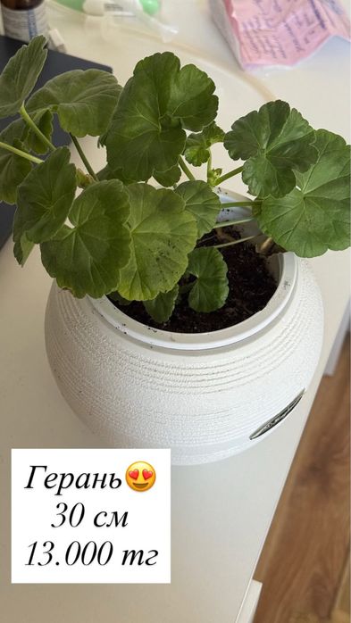 Продаю домашние цвет