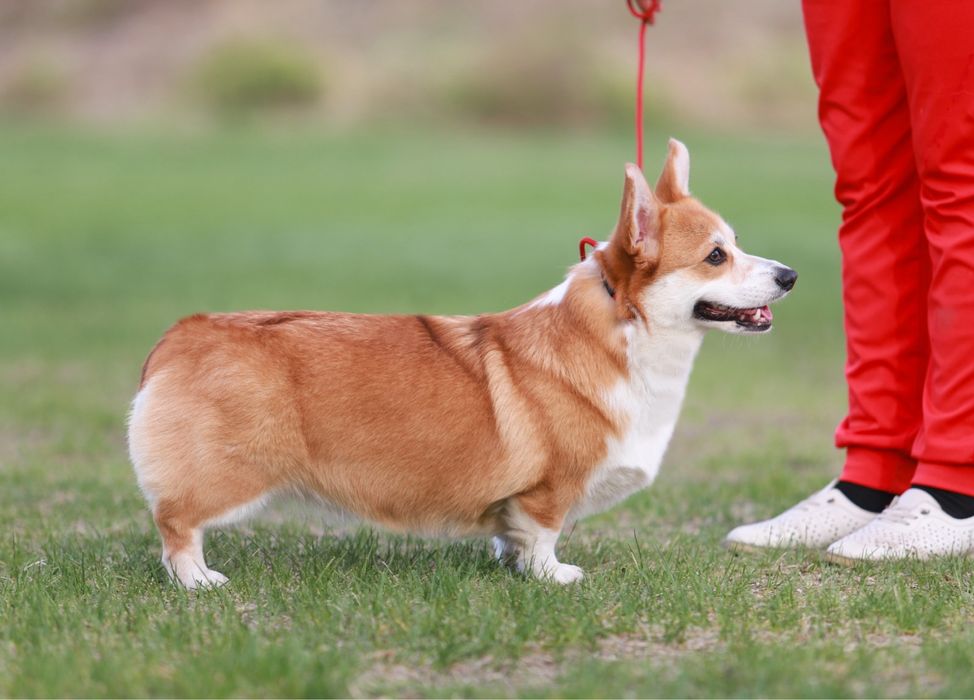 Щенки вельш-корги пемброк