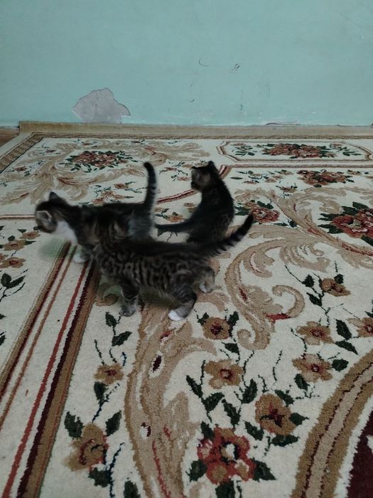 Отдам даром  котенки