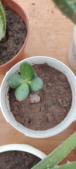 Гүлдер бар распродаж