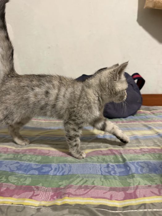 Британский котёнок в добрые руки