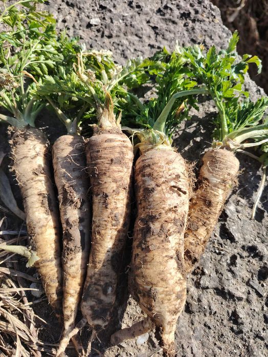 Pătrunjel râdăcină