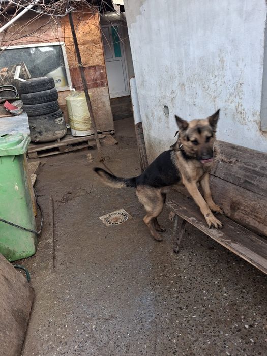 Ciobănesc german de vanzare