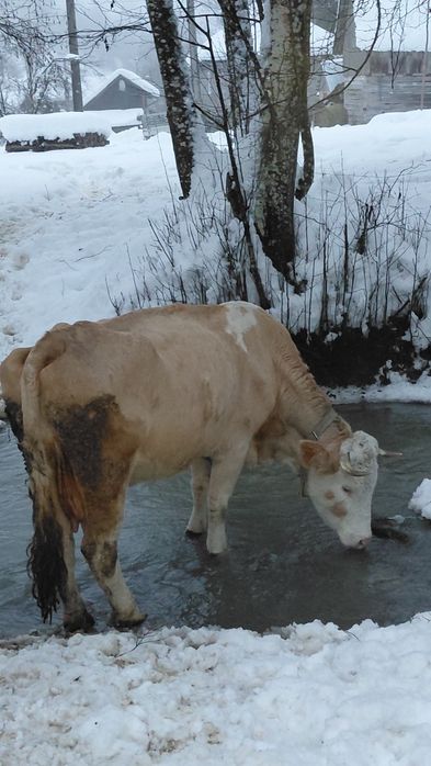 Vând vacă cu lapte, gestantă
