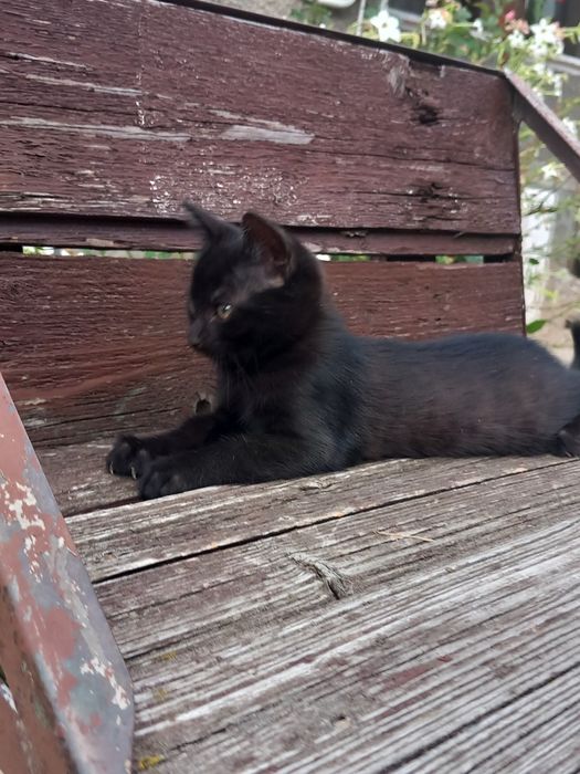 Pisoi spre adopție