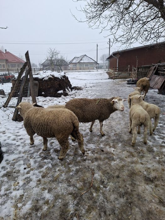 Vând oi il de franse