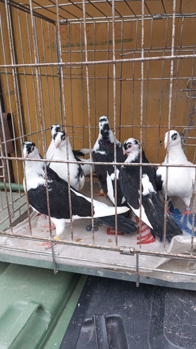 Vând porumbei Galateni pe negru și albastru