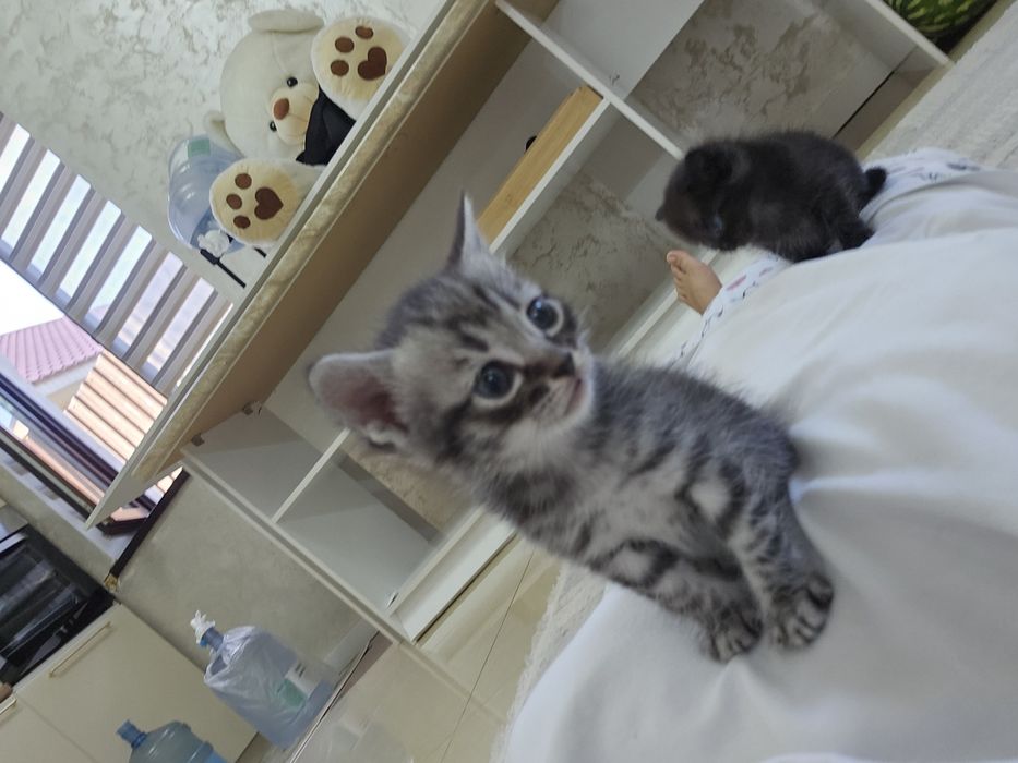 Котята в хорошие руки