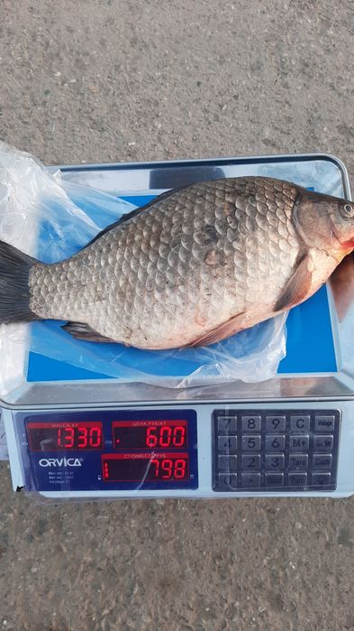 Карась крупный речной