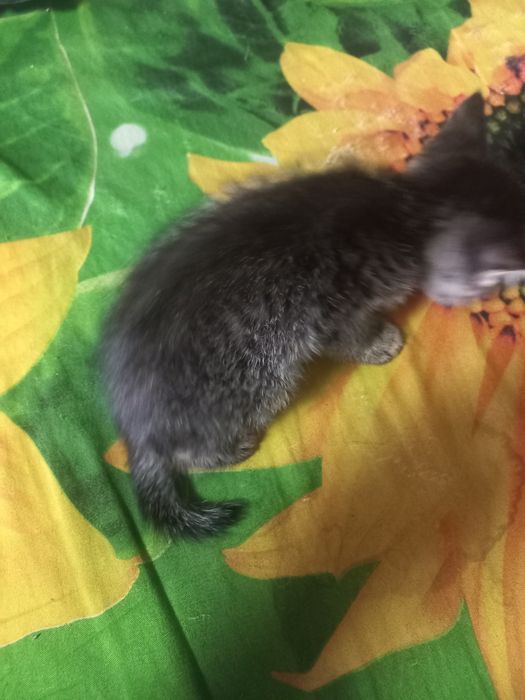Одам котят бесплатно