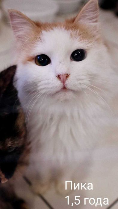 Кошечки и котики в добрые и надёжные руки