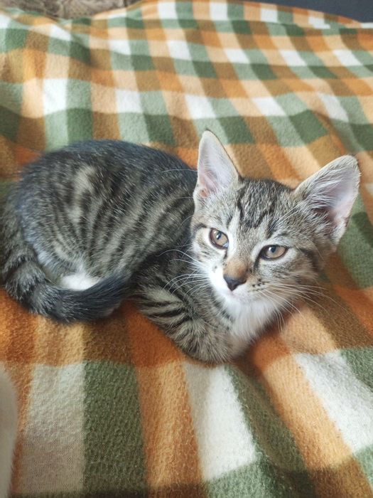 Отдам котят в добрые руки !