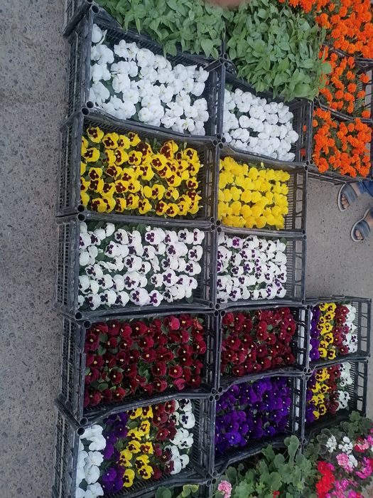 Kapalak Viola gullar