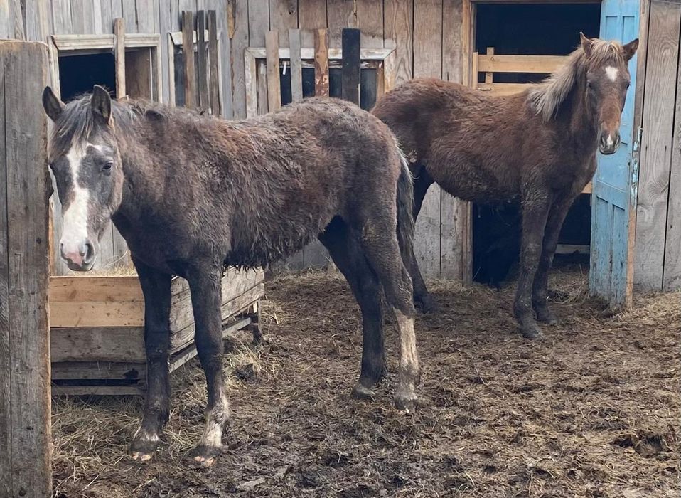 Продам 2 жеребчика (тай )