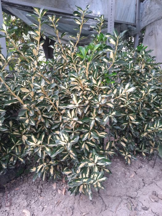 Бердске японский,Euonymus japonicus,Aucuba japonica,Gold Dust Plant op