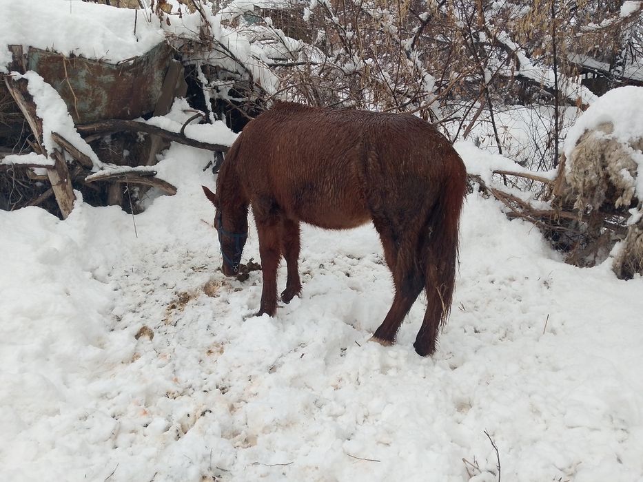 Продам тачка годовалый жеребчик