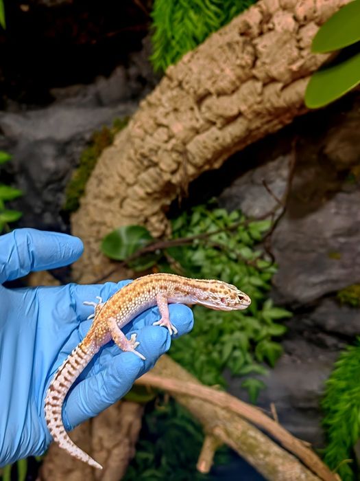 Gecko leopard (Eublepharis macularius)