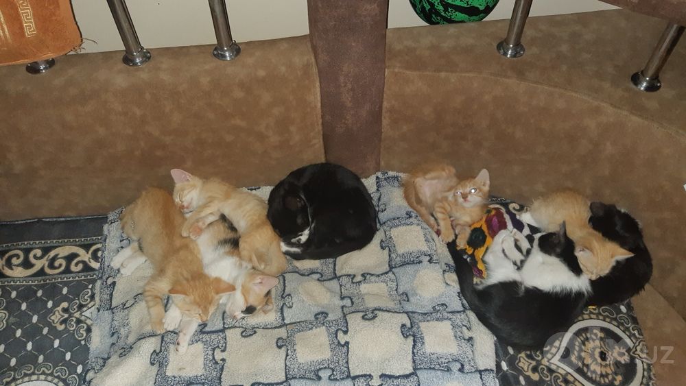 Котята в добрые руки.бесплатно.
