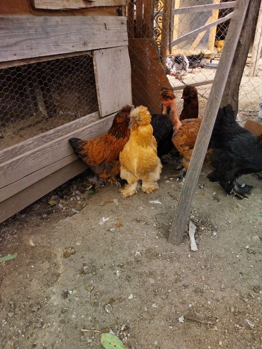 Gaini motate oua pentru incubat