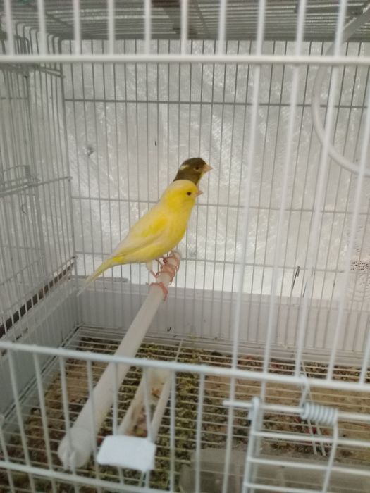 Испанский Ларгет.